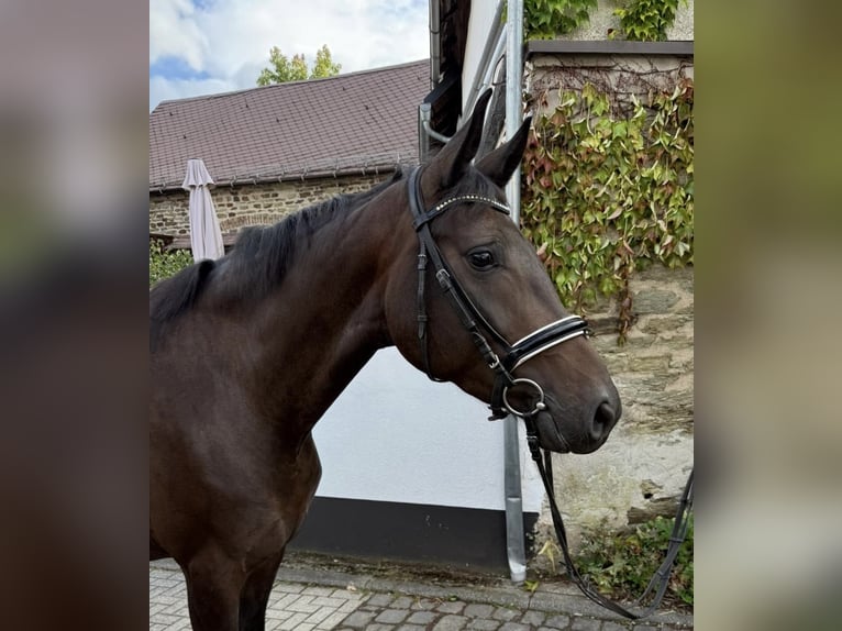 Westfaliano Giumenta 3 Anni 166 cm Baio in Anhausen
