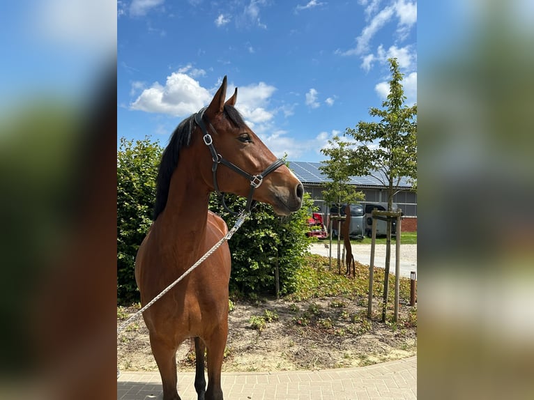 Westfaliano Giumenta 3 Anni 166 cm Baio in Soest