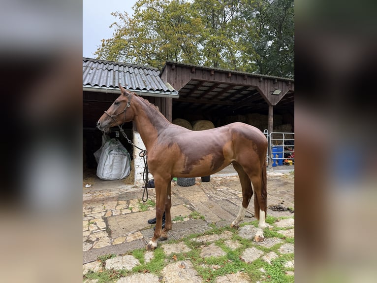 Westfaliano Giumenta 3 Anni 166 cm Sauro in Lützeroda
