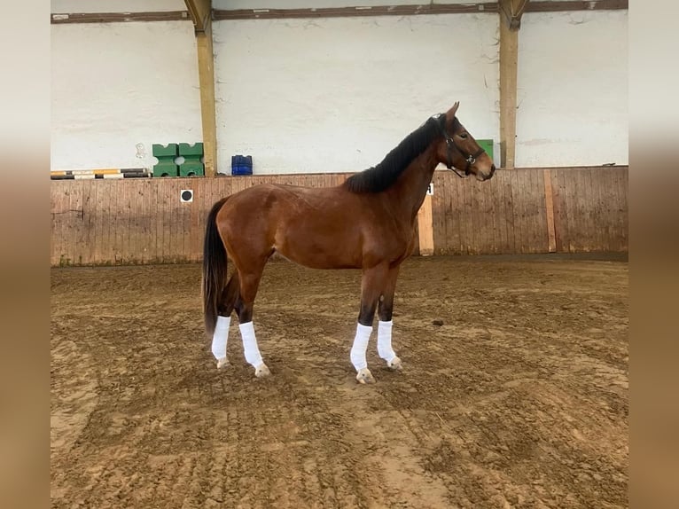 Westfaliano Giumenta 3 Anni 167 cm Baio in Brilon