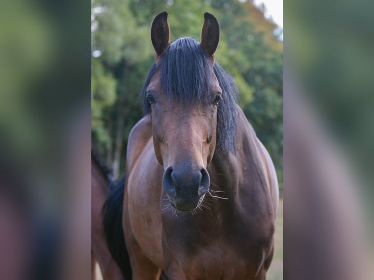 Westfaliano Giumenta 3 Anni 167 cm Baio in Eupen