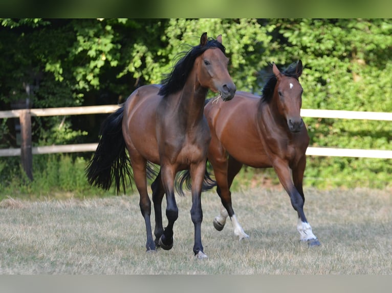 Westfaliano Giumenta 3 Anni 167 cm Baio in Eupen