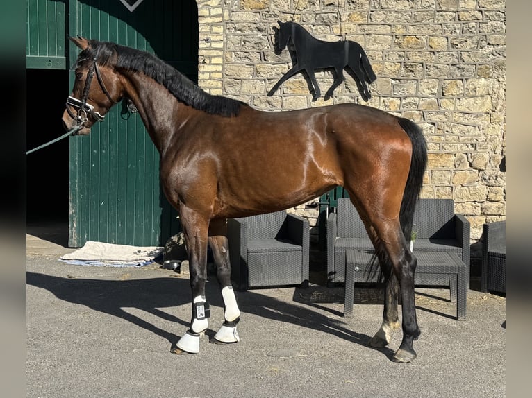 Westfaliano Giumenta 3 Anni 167 cm Baio in Schöppingen