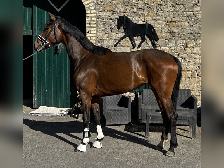 Westfaliano Giumenta 3 Anni 167 cm Baio in Schöppingen