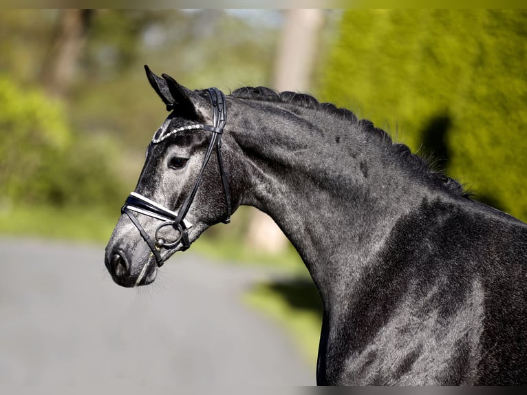 Westfaliano Giumenta 3 Anni 167 cm Grigio ferro in Steinfurt