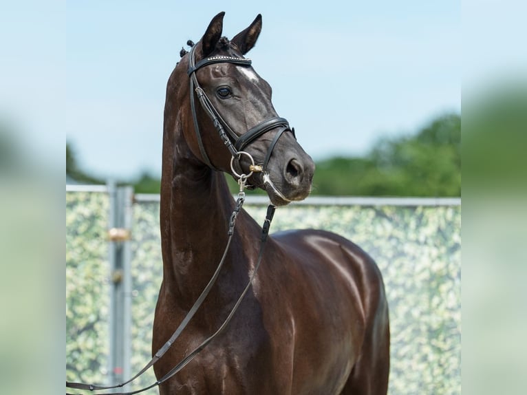 Westfaliano Giumenta 3 Anni 168 cm Baio nero in Mnster-Handorf