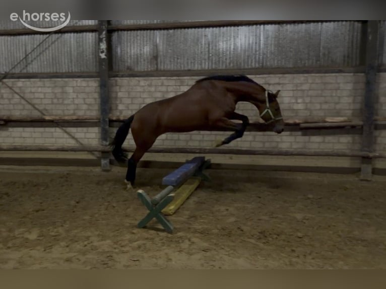 Westfaliano Giumenta 3 Anni 169 cm Baio in Münster