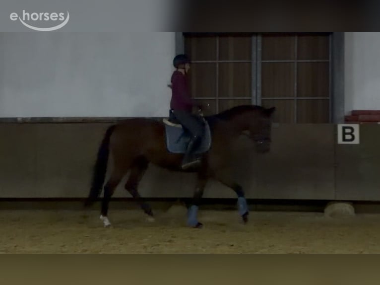Westfaliano Giumenta 3 Anni 169 cm Baio in Münster