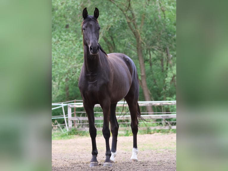 Westfaliano Giumenta 3 Anni 169 cm  in Greven
