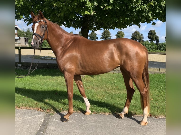 Westfaliano Giumenta 3 Anni 169 cm Sauro in Rosendahl