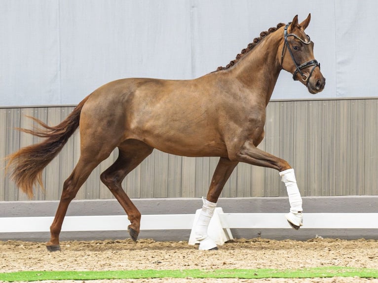 Westfaliano Giumenta 3 Anni 169 cm Sauro in M&#xFC;nster-Handorf