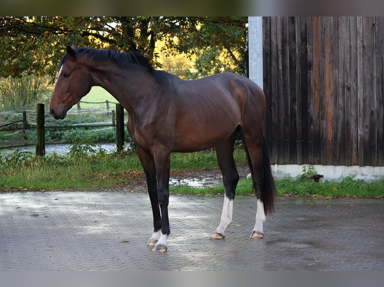 Westfaliano Giumenta 3 Anni 170 cm Baio in Wesel