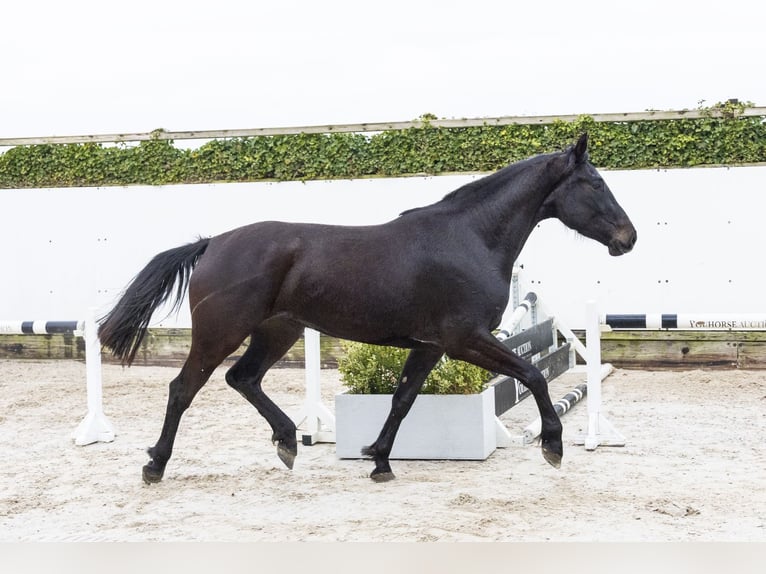 Westfaliano Giumenta 3 Anni 170 cm Baio nero in Waddinxveen