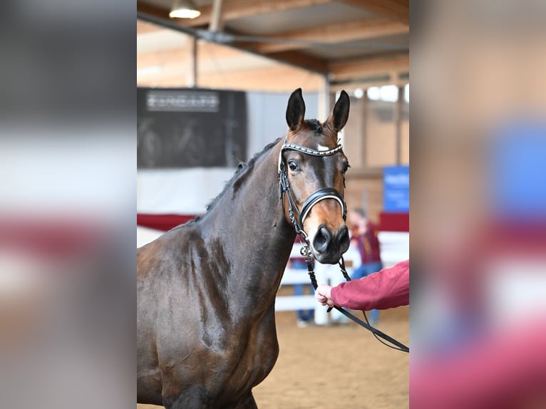 Westfaliano Giumenta 3 Anni 170 cm Baio in Neuhof an der Zenn