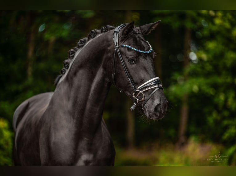 Westfaliano Giumenta 3 Anni 170 cm Morello in Wehringen