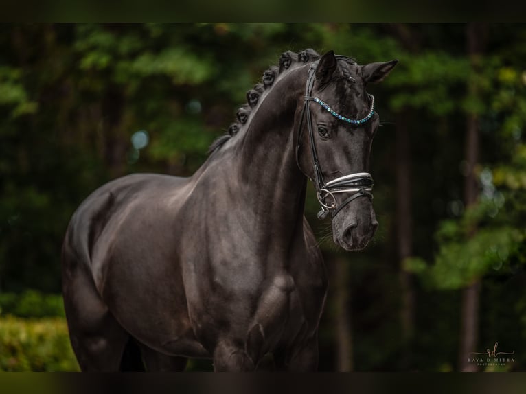 Westfaliano Giumenta 3 Anni 170 cm Morello in Wehringen