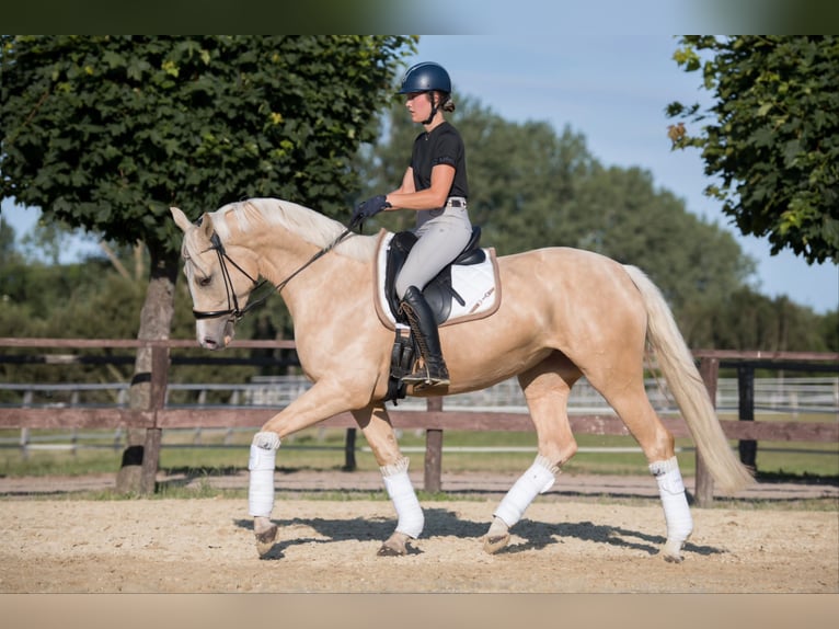 Westfaliano Giumenta 3 Anni 170 cm Palomino in Springe