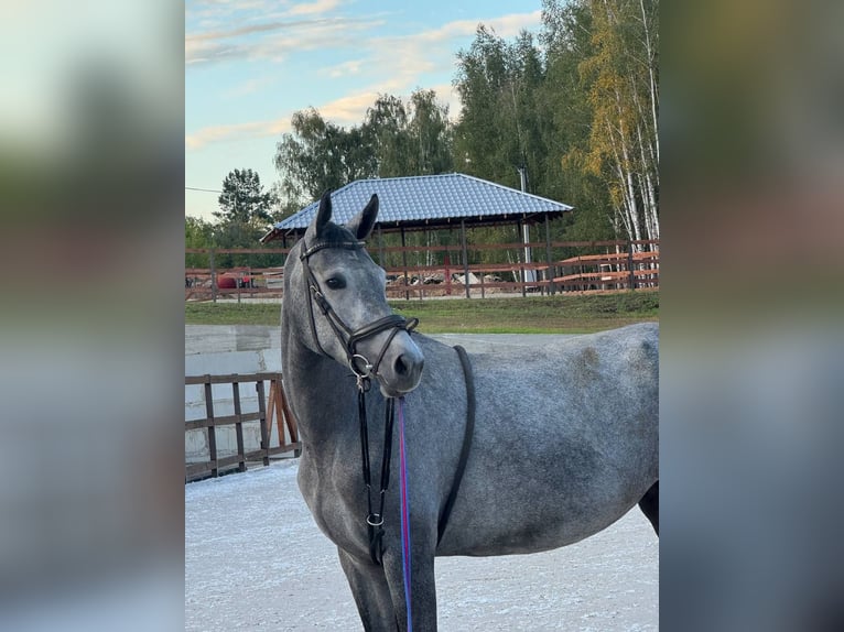 Westfaliano Giumenta 3 Anni 171 cm Grigio in Lviv
