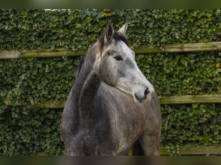 Westfaliano Giumenta 3 Anni 171 cm Grigio in Waddinxveen