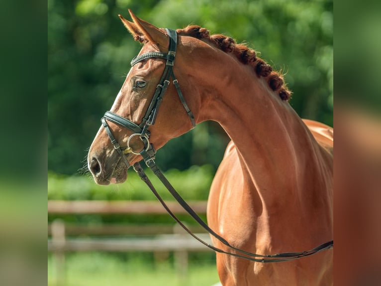 Westfaliano Giumenta 3 Anni 171 cm Sauro scuro in Münster