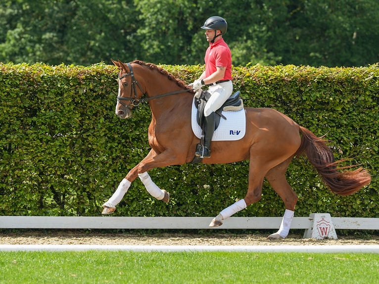 Westfaliano Giumenta 3 Anni 171 cm Sauro scuro in Münster