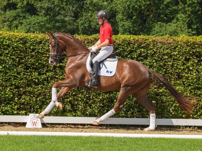 Westfaliano Giumenta 3 Anni 171 cm Sauro scuro in Münster