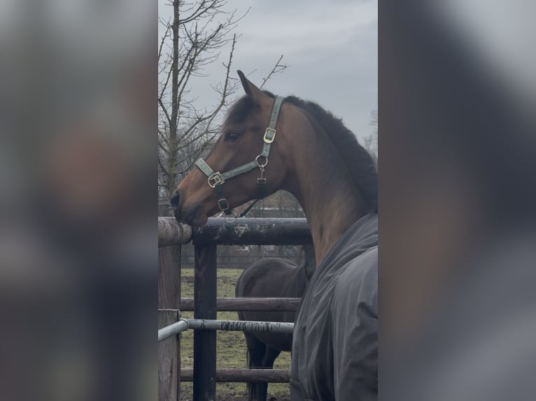 Westfaliano Giumenta 3 Anni 172 cm Baio in Harreveld