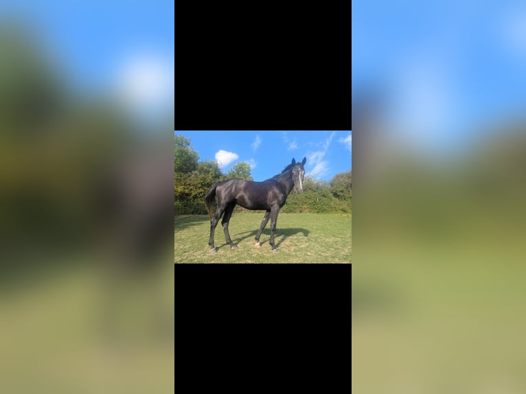 Westfaliano Giumenta 3 Anni 173 cm Grigio ferro in Lichtenau