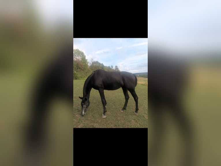 Westfaliano Giumenta 3 Anni 173 cm Grigio ferro in Lichtenau