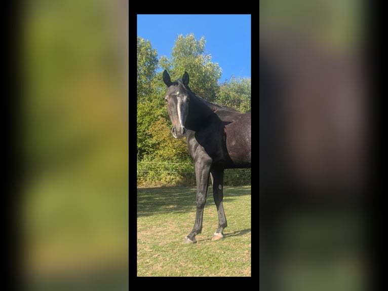 Westfaliano Giumenta 3 Anni 173 cm Grigio ferro in Lichtenau