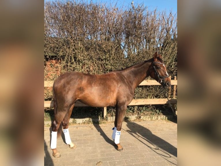 Westfaliano Giumenta 3 Anni 173 cm Sauro scuro in Bonn