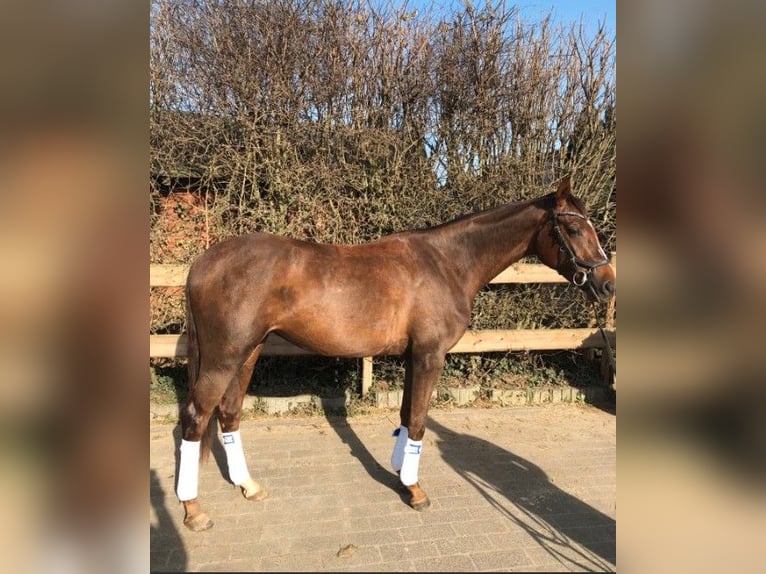 Westfaliano Giumenta 3 Anni 173 cm Sauro scuro in Bonn