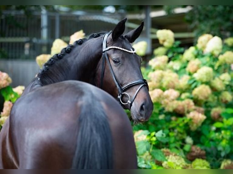 Westfaliano Giumenta 3 Anni 178 cm Baio nero in Ankum