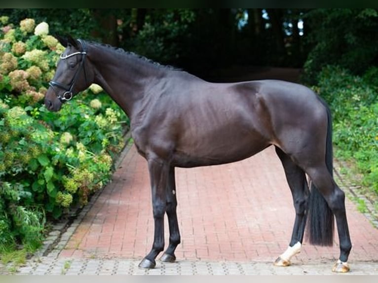 Westfaliano Giumenta 3 Anni 178 cm Baio nero in Ankum