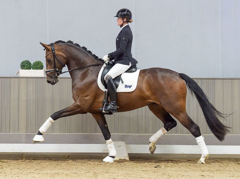 Westfaliano Giumenta 3 Anni Baio in Mnster-Handorf