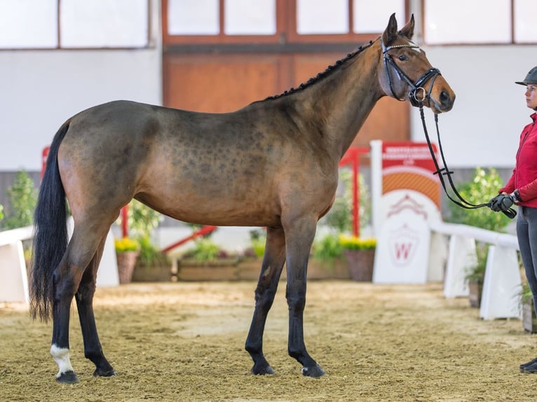 Westfaliano Giumenta 3 Anni Baio in Münster-Handorf