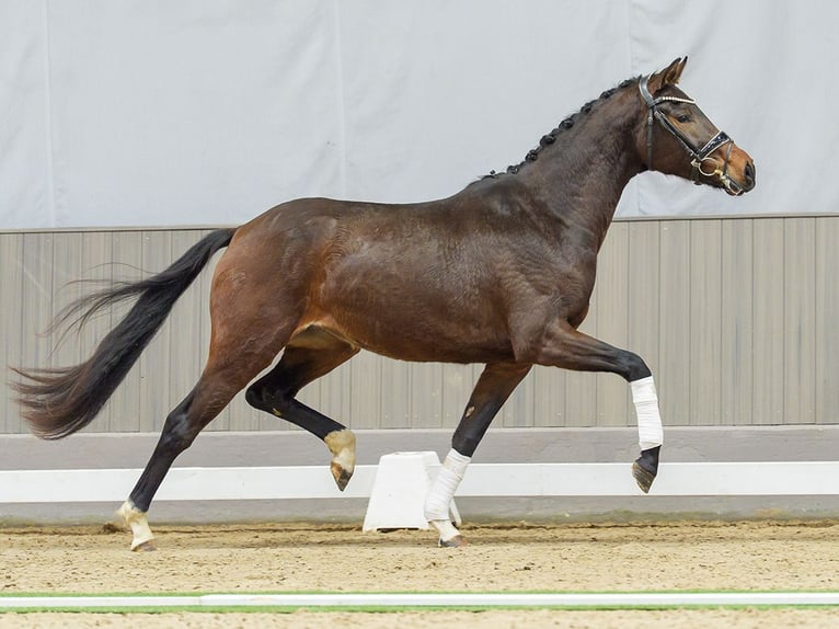 Westfaliano Giumenta 3 Anni Baio in Münster-Handorf