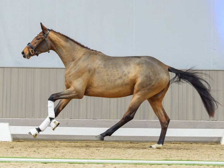 Westfaliano Giumenta 3 Anni Baio in Münster-Handorf