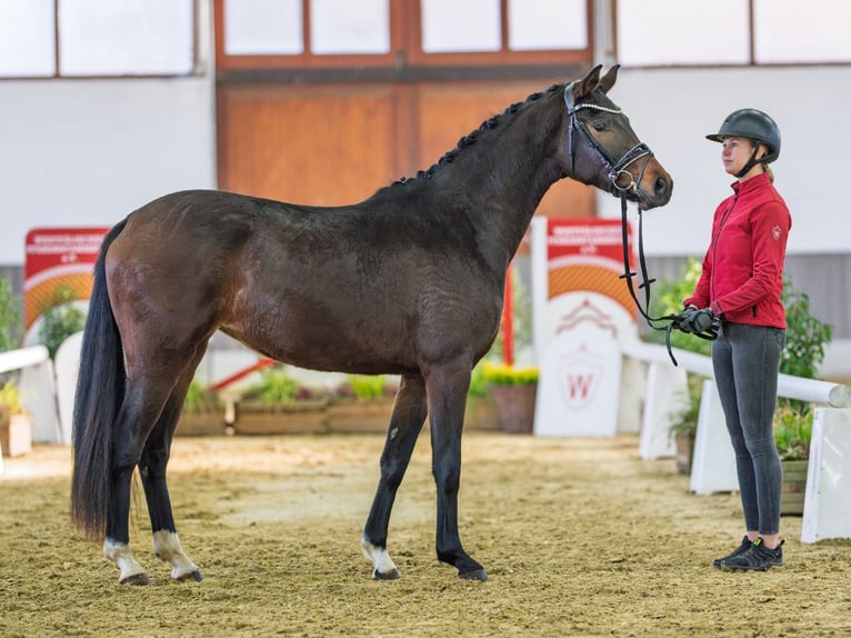 Westfaliano Giumenta 3 Anni Baio in Münster-Handorf