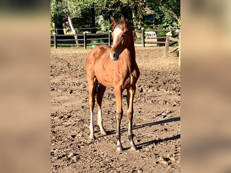 Westfaliano Giumenta 3 Anni Baio in Neuenkirchen