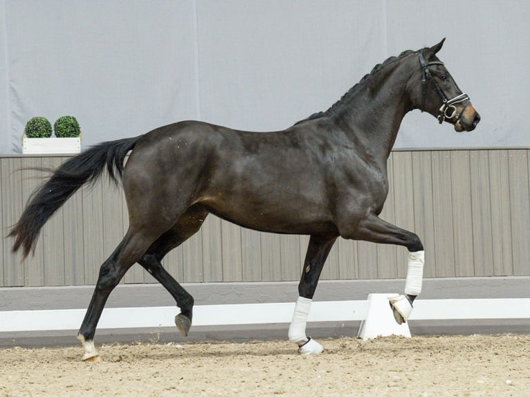 Westfaliano Giumenta 3 Anni Baio nero in Münster-Handorf