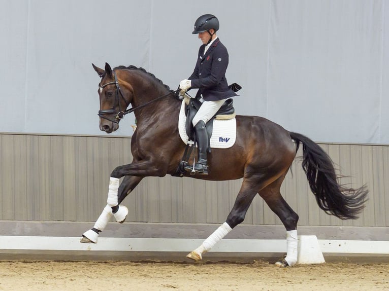 Westfaliano Giumenta 3 Anni Baio scuro in Mnster-Handorf