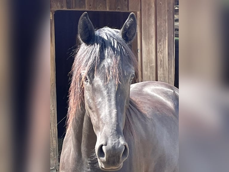 Westfaliano Giumenta 3 Anni Morello in Deining - Egling