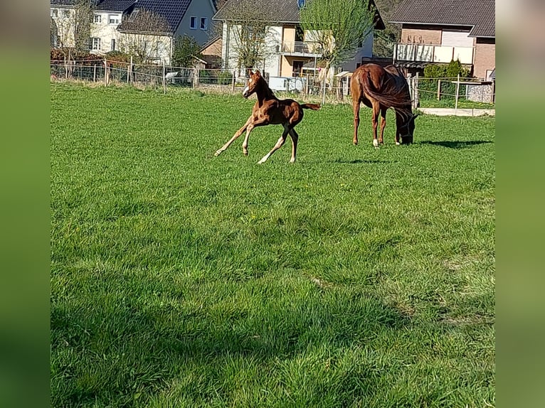 Westfaliano Giumenta 3 Anni Sauro in Borchen