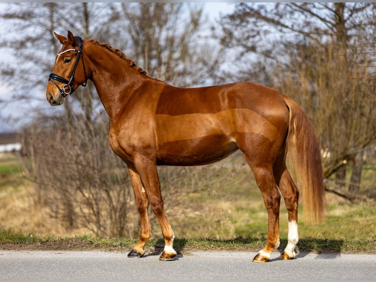 Westfaliano Giumenta 4 Anni 156 cm Sauro in Rosenheim