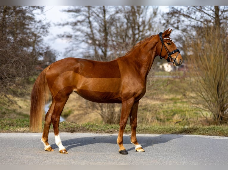 Westfaliano Giumenta 4 Anni 156 cm Sauro in Rosenheim