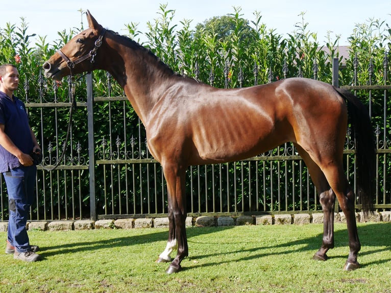 Westfaliano Giumenta 4 Anni 157 cm in Dorsten