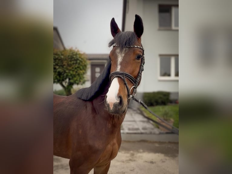 Westfaliano Giumenta 4 Anni 158 cm Baio in Barntrup