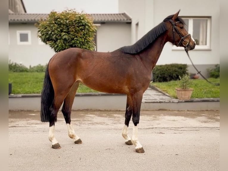 Westfaliano Giumenta 4 Anni 158 cm Baio in Barntrup