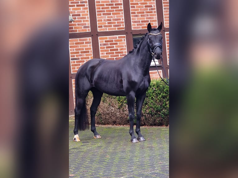 Westfaliano Giumenta 4 Anni 158 cm Morello in Warendorf